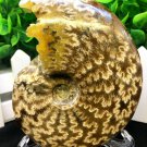 Natural Ammonite Nautilus Shell Jurrassic Fossil Specimen Madagascar 254g HLS11