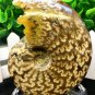 Natural Ammonite Nautilus Shell Jurrassic Fossil Specimen Madagascar 254g HLS11