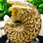 Natural Ammonite Nautilus Shell Jurrassic Fossil Specimen Madagascar 254g HLS11