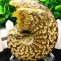 Natural Ammonite Nautilus Shell Jurrassic Fossil Specimen Madagascar 254g HLS11