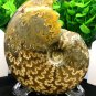Natural Ammonite Nautilus Shell Jurrassic Fossil Specimen Madagascar 254g HLS11