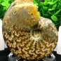 Natural Ammonite Nautilus Shell Jurrassic Fossil Specimen Madagascar 254g HLS11
