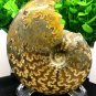 Natural Ammonite Nautilus Shell Jurrassic Fossil Specimen Madagascar 254g HLS11
