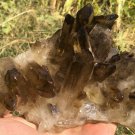 857g Natural smoky citrine quartz cluster crystal specimen healing JC17