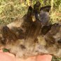 857g Natural smoky citrine quartz cluster crystal specimen healing JC17