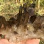 857g Natural smoky citrine quartz cluster crystal specimen healing JC17