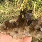 857g Natural smoky citrine quartz cluster crystal specimen healing JC17