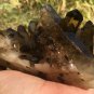857g Natural smoky citrine quartz cluster crystal specimen healing JC17