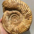 polished Ammonite Nautilus Shell Jurrassic Fossil Specimen Madagascar 2372g DZ52