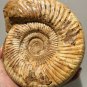 polished Ammonite Nautilus Shell Jurrassic Fossil Specimen Madagascar 2372g DZ52