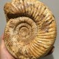 polished Ammonite Nautilus Shell Jurrassic Fossil Specimen Madagascar 2372g DZ52