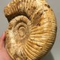 polished Ammonite Nautilus Shell Jurrassic Fossil Specimen Madagascar 2372g DZ52