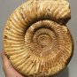 polished Ammonite Nautilus Shell Jurrassic Fossil Specimen Madagascar 2372g DZ52