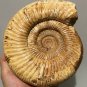polished Ammonite Nautilus Shell Jurrassic Fossil Specimen Madagascar 2372g DZ52