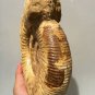 polished Ammonite Nautilus Shell Jurrassic Fossil Specimen Madagascar 2372g DZ52