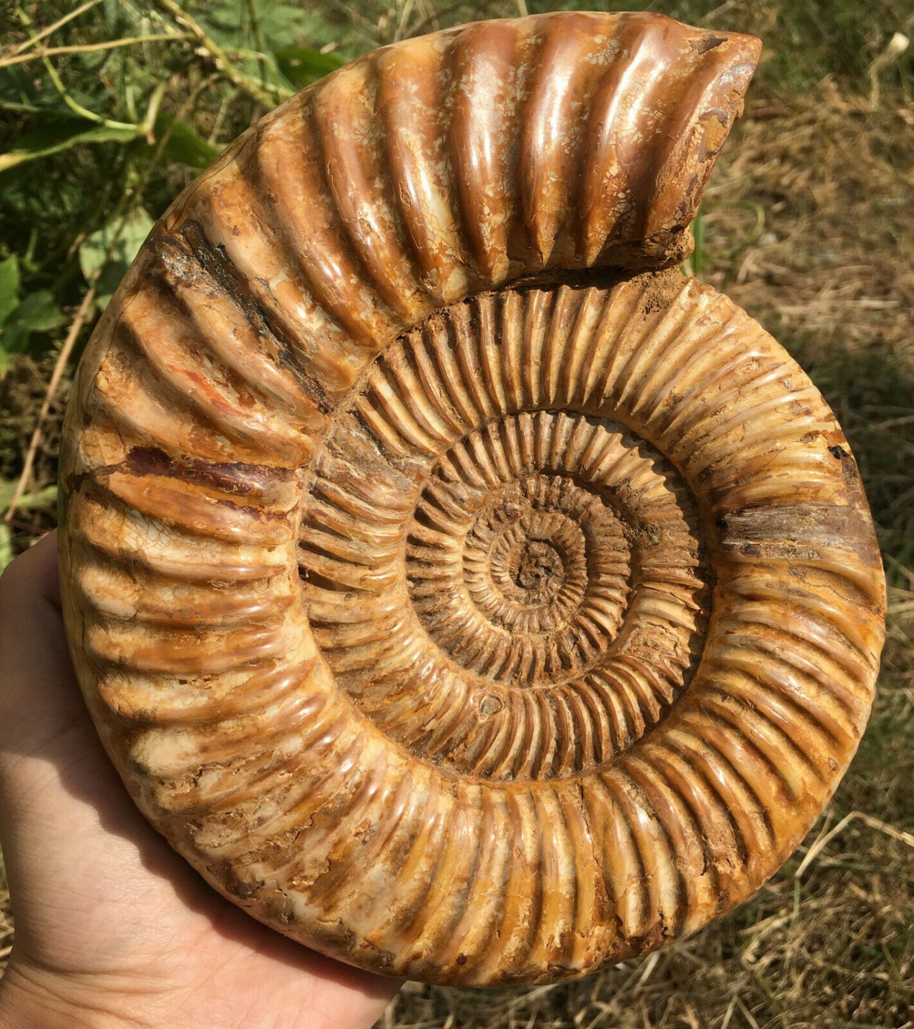 polished Ammonite Nautilus Shell Jurrassic Fossil Specimen Madagascar 2895g DZ66