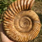 polished Ammonite Nautilus Shell Jurrassic Fossil Specimen Madagascar 2895g DZ66