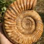 polished Ammonite Nautilus Shell Jurrassic Fossil Specimen Madagascar 2895g DZ66