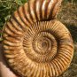 polished Ammonite Nautilus Shell Jurrassic Fossil Specimen Madagascar 2895g DZ66