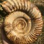 polished Ammonite Nautilus Shell Jurrassic Fossil Specimen Madagascar 2895g DZ66