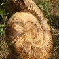 polished Ammonite Nautilus Shell Jurrassic Fossil Specimen Madagascar 2895g DZ66