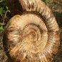 polished Ammonite Nautilus Shell Jurrassic Fossil Specimen Madagascar 2895g DZ66