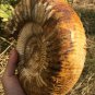 polished Ammonite Nautilus Shell Jurrassic Fossil Specimen Madagascar 2895g DZ66