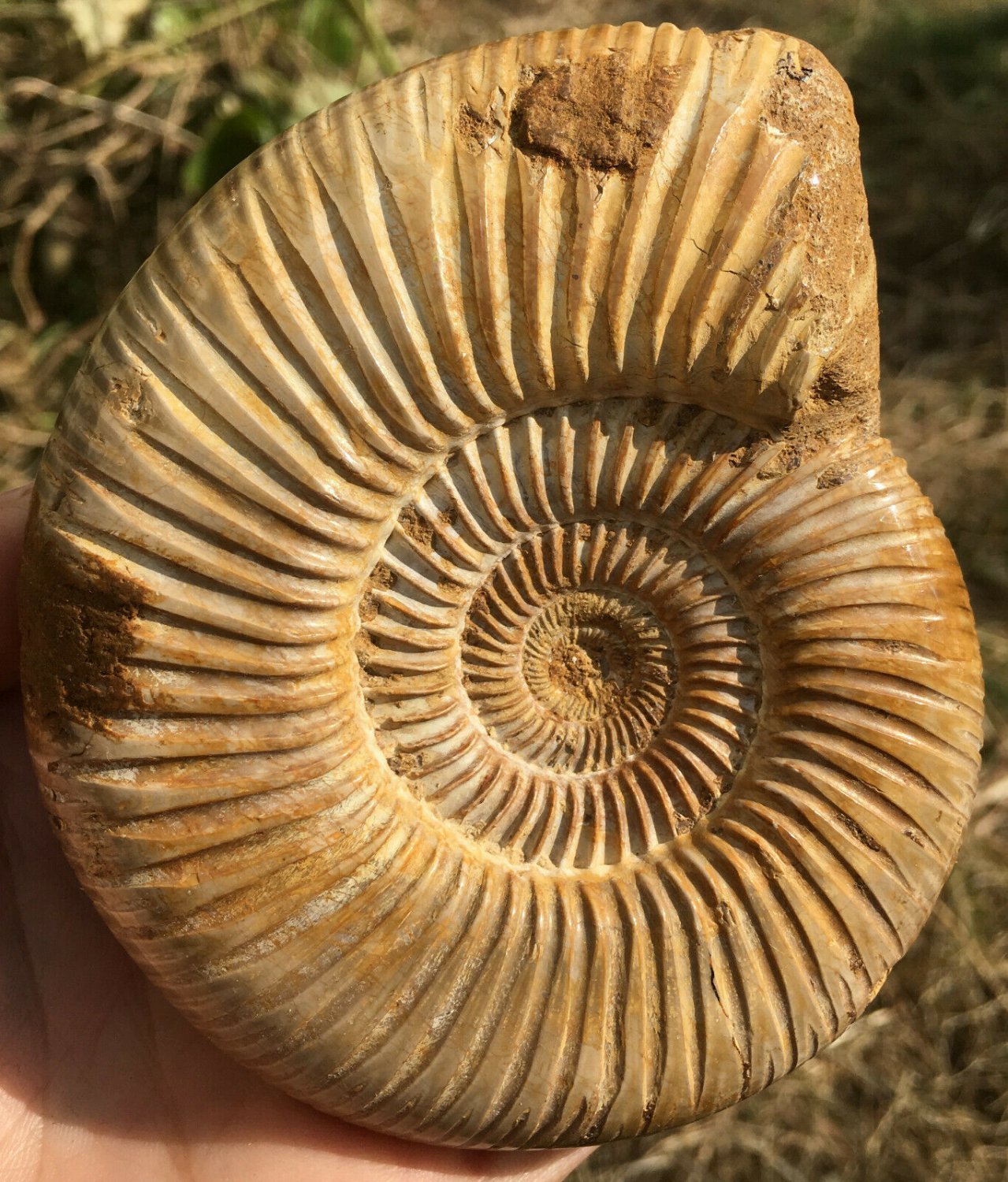 polished Ammonite Nautilus Shell Jurrassic Fossil Specimen Madagascar 380g DZ78