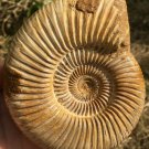 polished Ammonite Nautilus Shell Jurrassic Fossil Specimen Madagascar 380g DZ78