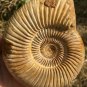 polished Ammonite Nautilus Shell Jurrassic Fossil Specimen Madagascar 380g DZ78