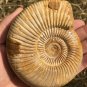 polished Ammonite Nautilus Shell Jurrassic Fossil Specimen Madagascar 380g DZ78