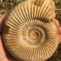 polished Ammonite Nautilus Shell Jurrassic Fossil Specimen Madagascar 380g DZ78