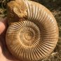 polished Ammonite Nautilus Shell Jurrassic Fossil Specimen Madagascar 380g DZ78