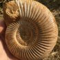 polished Ammonite Nautilus Shell Jurrassic Fossil Specimen Madagascar 380g DZ78