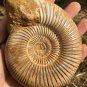 polished Ammonite Nautilus Shell Jurrassic Fossil Specimen Madagascar 380g DZ78