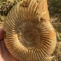 polished Ammonite Nautilus Shell Jurrassic Fossil Specimen Madagascar 380g DZ78