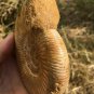polished Ammonite Nautilus Shell Jurrassic Fossil Specimen Madagascar 380g DZ78