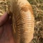 polished Ammonite Nautilus Shell Jurrassic Fossil Specimen Madagascar 380g DZ78