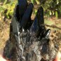 696g Natural smoky black quartz cluster crystal specimen healing #JQ60