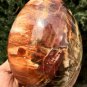 1575g Natural COLORFUL RAINBOW FANTASTIC Madagascar Petrified Wood Egg - #ZH23