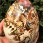 1575g Natural COLORFUL RAINBOW FANTASTIC Madagascar Petrified Wood Egg - #ZH23