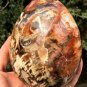 1575g Natural COLORFUL RAINBOW FANTASTIC Madagascar Petrified Wood Egg - #ZH23