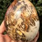 1575g Natural COLORFUL RAINBOW FANTASTIC Madagascar Petrified Wood Egg - #ZH23