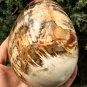 1575g Natural COLORFUL RAINBOW FANTASTIC Madagascar Petrified Wood Egg - #ZH23