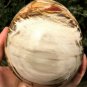 1575g Natural COLORFUL RAINBOW FANTASTIC Madagascar Petrified Wood Egg - #ZH23