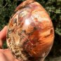 1575g Natural COLORFUL RAINBOW FANTASTIC Madagascar Petrified Wood Egg - #ZH23