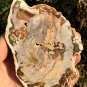 211g COLORFUL RAINBOW FANTASTIC Madagascar Petrified Wood Round Slab Bark #MHS10