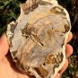 211g COLORFUL RAINBOW FANTASTIC Madagascar Petrified Wood Round Slab Bark #MHS10