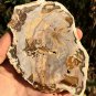 211g COLORFUL RAINBOW FANTASTIC Madagascar Petrified Wood Round Slab Bark #MHS10