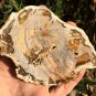 211g COLORFUL RAINBOW FANTASTIC Madagascar Petrified Wood Round Slab Bark #MHS10